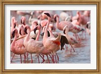 Kenya, Lake Nakuru, Flamingo tropical birds Fine Art Print