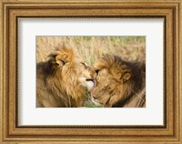 Kenya, Masai Mara, Male lions Fine Art Print