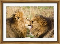 Kenya, Masai Mara, Male lions Fine Art Print