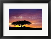 Kenya, Masai Mara. Sunrise silhouette, acacia tree Fine Art Print