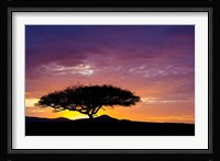 Kenya, Masai Mara. Sunrise silhouette, acacia tree Fine Art Print