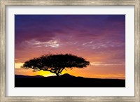 Kenya, Masai Mara. Sunrise silhouette, acacia tree Fine Art Print