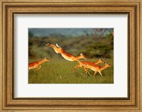 Impala, Aepyceros melampus, Mara River, Kenya Fine Art Print