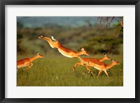 Impala, Aepyceros melampus, Mara River, Kenya Fine Art Print
