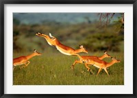 Impala, Aepyceros melampus, Mara River, Kenya Fine Art Print