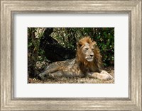 Kenya, Masai Mara Game Reserve, lion in bushes Fine Art Print