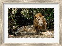 Kenya, Masai Mara Game Reserve, lion in bushes Fine Art Print