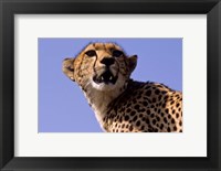 Kenya, Masai Mara National Reserve. Female Cheetah Fine Art Print