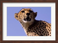 Kenya, Masai Mara National Reserve. Female Cheetah Fine Art Print