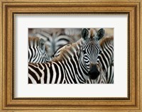 Kenya: Masai Mara Game Reserve, Burchell's zebra Fine Art Print