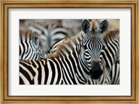 Kenya: Masai Mara Game Reserve, Burchell's zebra Fine Art Print