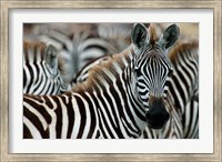 Kenya: Masai Mara Game Reserve, Burchell's zebra Fine Art Print