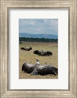 Kenya: Masai Mara Reserve, Ruppell's Griffon vultures Fine Art Print