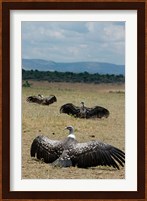 Kenya: Masai Mara Reserve, Ruppell's Griffon vultures Fine Art Print