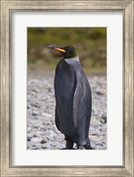 Melanistic king penguin, King Penguins Fine Art Print