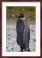 Melanistic king penguin, King Penguins Fine Art Print
