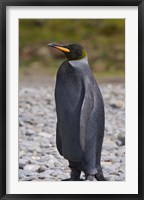 Melanistic king penguin, King Penguins Fine Art Print