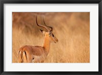 Impala in tall Bushman grass, Mahango Game Reserve, Namibia Fine Art Print
