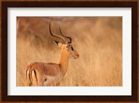 Impala in tall Bushman grass, Mahango Game Reserve, Namibia Fine Art Print