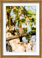 Indian Ocean, Madagascar. Hoopoe bird on tree limb. Fine Art Print