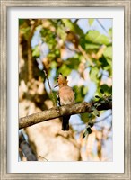 Indian Ocean, Madagascar. Hoopoe bird on tree limb. Fine Art Print