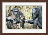 Kenya, Chimpanzees at Sweetwaters Tented Camp Fine Art Print