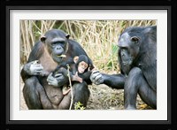 Kenya, Chimpanzees at Sweetwaters Tented Camp Fine Art Print