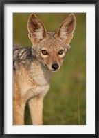 Kenya, Masai Mara GR, Black-backed Jackal Fine Art Print