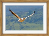 Kenya. White Pelican in flight at Lake Nakuru. Fine Art Print