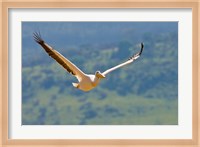 Kenya. White Pelican in flight at Lake Nakuru. Fine Art Print