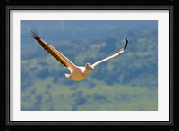 Kenya. White Pelican in flight at Lake Nakuru. Fine Art Print
