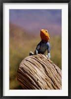 Kenya: Namunyak Conservation Area, Agama Lizard on rock Fine Art Print