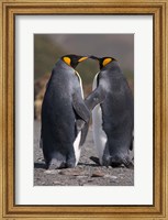 King penguins, mating ritual Fine Art Print
