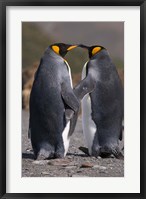 King penguins, mating ritual Fine Art Print