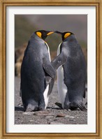 King penguins, mating ritual Fine Art Print