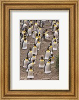 King penguins, Salisbury Plain Fine Art Print