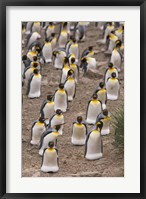 King penguins, Salisbury Plain Fine Art Print