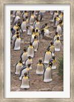 King penguins, Salisbury Plain Fine Art Print