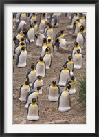 King penguins, Salisbury Plain Fine Art Print