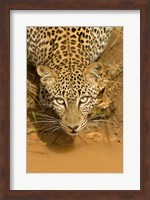 Leopard at waterhole in Masai Mara GR, Kenya Fine Art Print