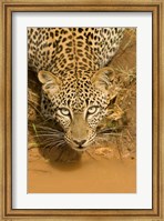 Leopard at waterhole in Masai Mara GR, Kenya Fine Art Print
