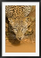 Leopard at waterhole in Masai Mara GR, Kenya Fine Art Print