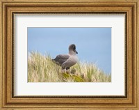 Light-mantled sooty albatross bird, Gold Harbor Fine Art Print