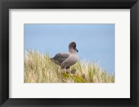 Light-mantled sooty albatross bird, Gold Harbor Fine Art Print