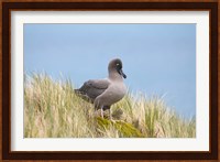 Light-mantled sooty albatross bird, Gold Harbor Fine Art Print