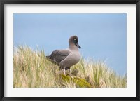 Light-mantled sooty albatross bird, Gold Harbor Fine Art Print