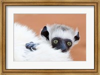 Madagascar, Verreau's sifaka primate Fine Art Print
