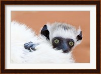 Madagascar, Verreau's sifaka primate Fine Art Print