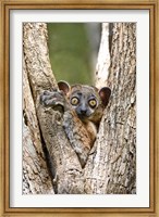 Madagascar, White-footed sportive lemur primate Fine Art Print