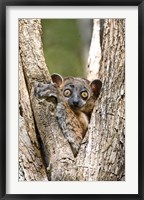 Madagascar, White-footed sportive lemur primate Fine Art Print